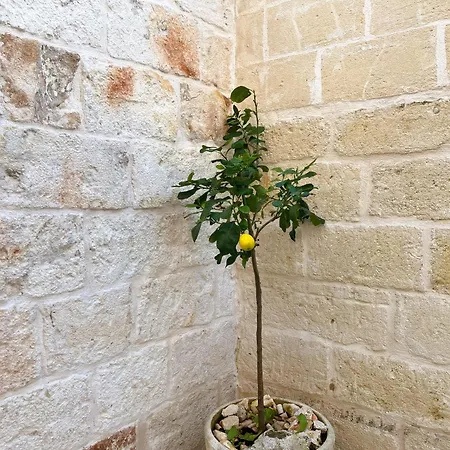 Casa Regina בית נופש מונופולי